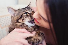7 Hal yang Ternyata Dibenci Kucing, Ini Daftarnya