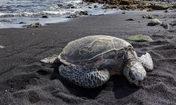 Krisis Iklim Ubah Jalur Migrasi Penyu Tempayan, Gap Rasio Jenis Kelamin Ancam Keberlanjutan Populasi