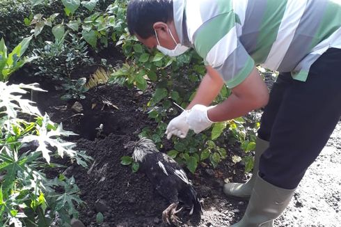 Setelah 9 Tahun, Flu Burung Muncul Lagi di Bondowoso