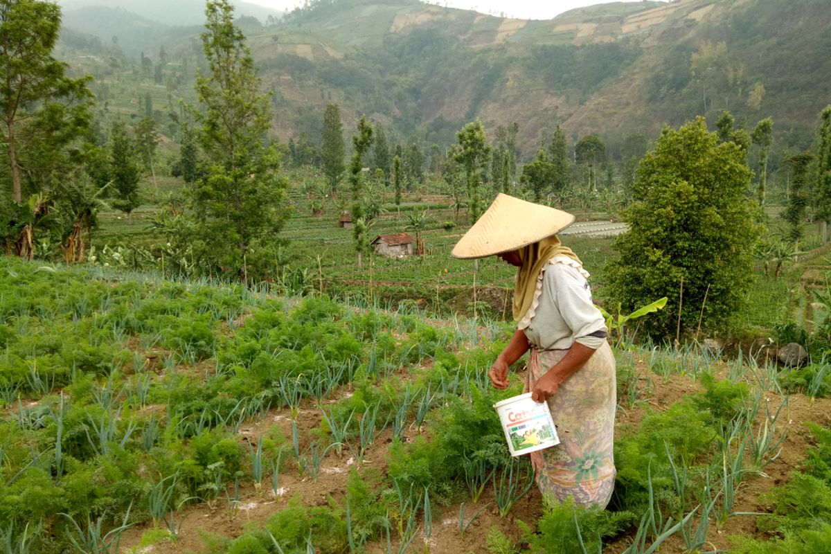 Seorang perempuan petani sedang menyebar pupuk, dan menyiangi tanaman daun bawang miliknya. Kebunnya tak jauh dari kebun petani sayur mayur, Mpud di Desa Arga Mukti, Kecamatan Argapura, Majalengka, Jawa Barat. 