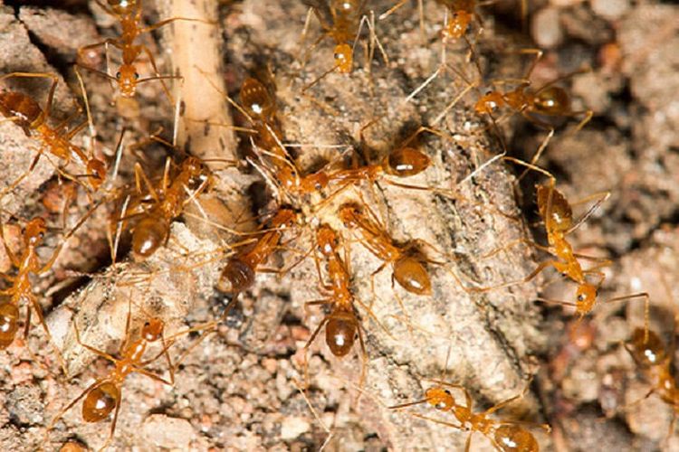 Semut Yellow Crazy (Anoplolepis gracilipes). Studi baru menemukan semut jantan memiliki dua set DNA, atau dua garis keturunan genetik.