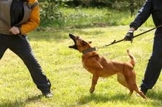 Menurut Riset, Anjing Akan Selalu Mencoba Menyelamatkan Pemiliknya