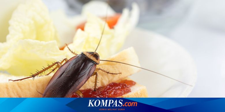 10 Bahan Alami Untuk Usir Kecoak Dari Rumah Halaman All Kompas Com 10 Bahan Alami Untuk Usir Kecoak Dari Rumah Halaman All Kompas Com