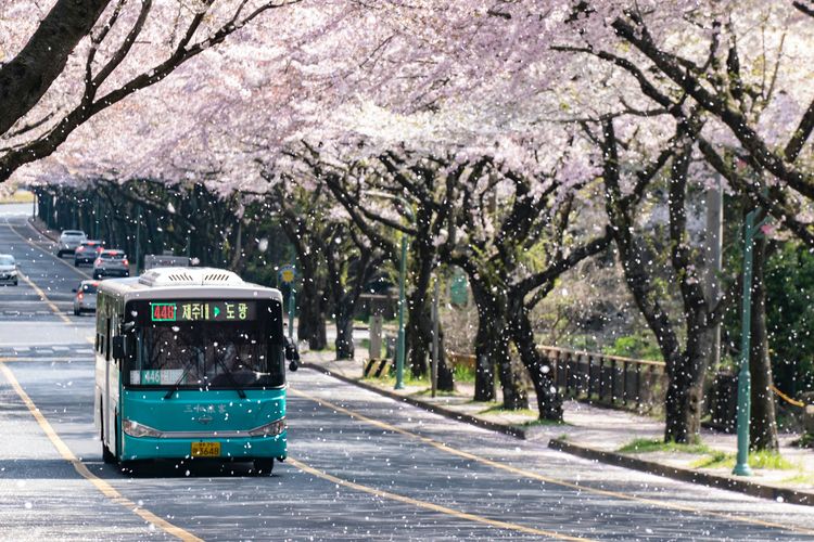 Ilustrasi bus di Jeju, Korea Selatan.