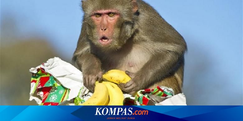 Monyet Harus Diet Pisang