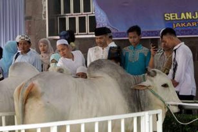 Warga berfoto dengan sapi kurban Presiden Susilo Bambang Yudhoyono (SBY) dan Wapres Boediono di Masjid Istiqlal, Minggu (5/10/2014). Presiden SBY berkurban dengan 1 ekor sapi dengan bobot 1.075 kg, sedangkan Wakil Presiden Boediono menyumbangkan 1 ekor sapi dengan bobot 1.000 kg.