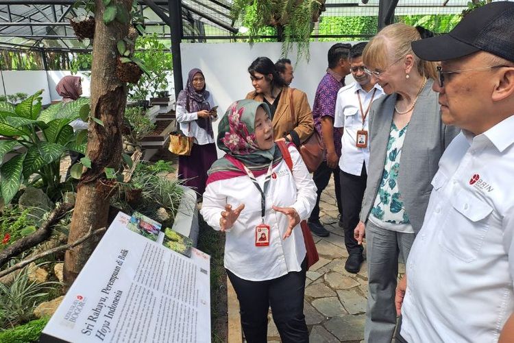 Periset BRIN Prof Dr Sri Rahayu M Si berhasil meciptakan varietas baru, yaitu Hoya ?Kusnoto? yang merupakan hasil seleksi mutasi menggunakan sinar gamma pada 1996 dari induknya Hoya diversifolia. 