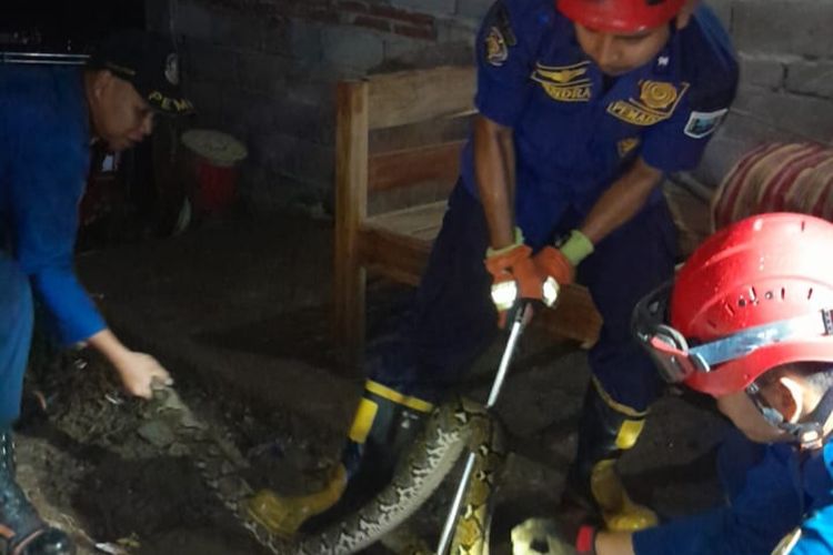 Petugas Damkar Kabupaten Semarang mengevakuasi ular sanca sepanjang tiga meter, Kamis (23/5/2024) malam.