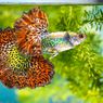 5 Fakta Menarik soal Ikan Guppy 