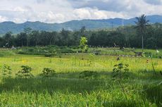 Cerita Petani Gunungkidul Panen di Tengah Harga Beras Melambung