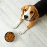 Simak, Cara Memilih Makanan Anjing dengan Tepat
