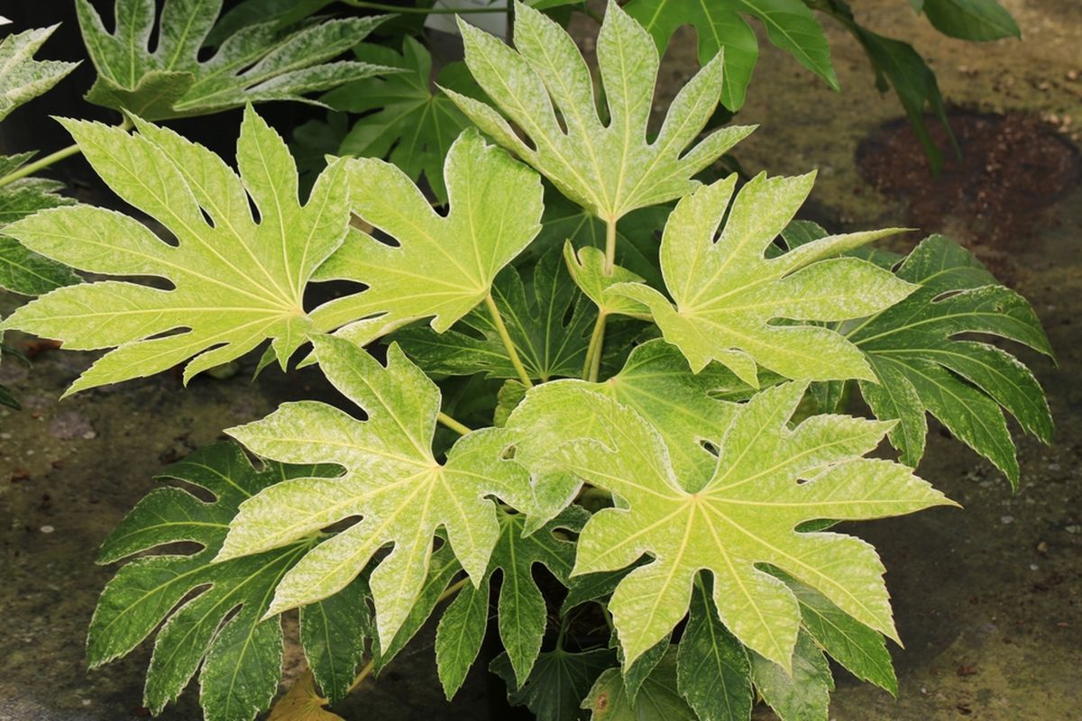 Ilustrasi tanaman Japanese aralia.