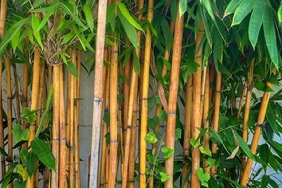 Ilustrasi bambu kuning