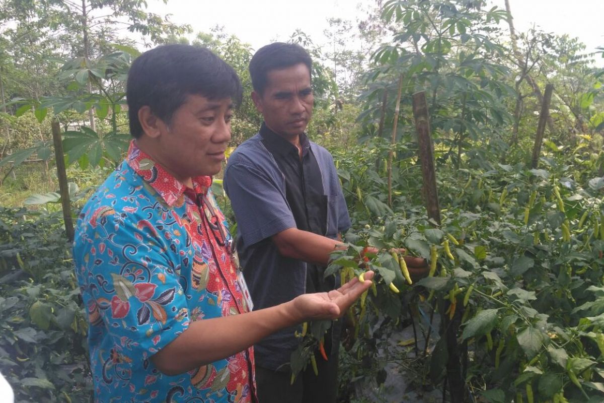 Sukijo (46) petani asal Dusun Banaran, Desa Keningar, Kecamatan Dukun, Kabupaten Magelang, Jawa Tengah, menunjukkan hasil pertaniannya kepada Direktur Lingkungan Hidup Bappenas, Medrilzam