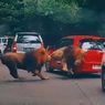 Berkaca dari 2 Singa Berkelahi Tabrak Mobil Pengunjung, Ini Tips Aman Berkeliling Taman Safari