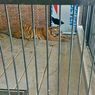 Sosok AS, Pemilik Harimau yang Terkam ART hingga Tewas, Dikenal sebagai Pengusaha Kayu