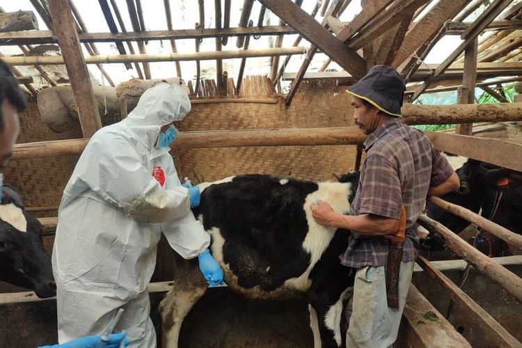 Pemerintah lakukan vaksinasi sapi perah di wilayah Lembang, Bandung Barat.