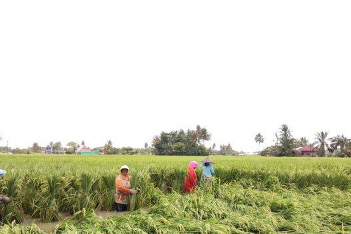 Petani yang sedang memperbaiki sawah. Tradisi Marsialapari adalah tradisi gotong royong di sawah atau kebun yang terdapat di Mandailing, Sumatera Utara.