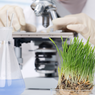 Manfaat Bioteknologi Konvensional, Ciri-ciri, dan Contohnya