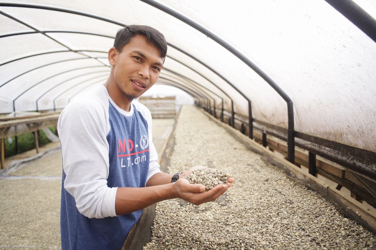 Petani Koperasi Koerintji Barokah sedang melakukan penjemuran kopi