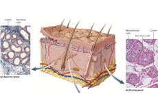 Kelenjar Keringat: Ekrin dan Apokrin