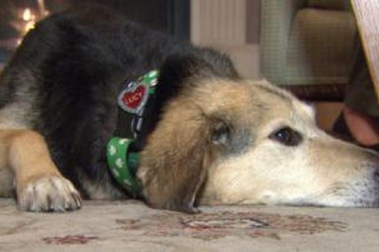 Lucy, anjing beagle berusia 8 tahun.