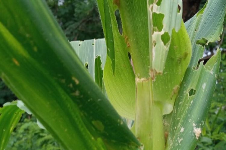 Foto: Hama ulat grayak menyerang tanaman jagung di Kampung Wulokolong, Desa Lamatutu, Kecamatan Tanjung Bunga, Kabupaten Flores Timur, NTT.