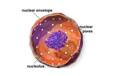 Pori Nukleus: Pengertian dan Fungsinya