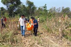 Mayat Perempuan Setengah Telanjang di Kebun Jagung Ngawi Diduga Korban Pembunuhan