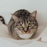 4 Penyakit yang Mengintai Kucing Peliharaan Akibat Gigitan Kutu 
