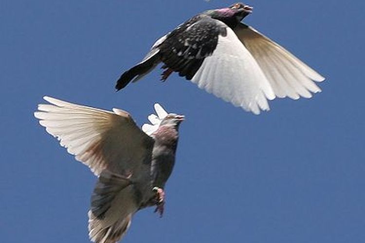 Burung merpati terbang berbarengan