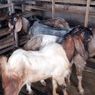 Jelang Idul Adha di Sumenep, Pedagang Ternak: Tahun Ini Kambing Lebih Banyak Pembeli