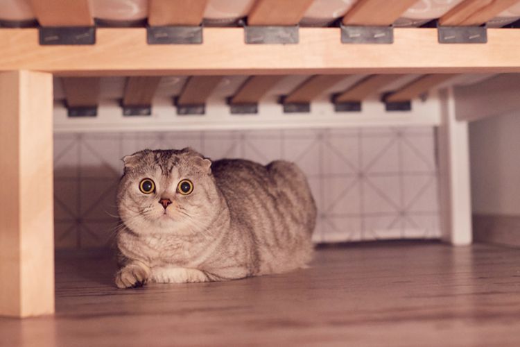 Ilustrasi kucing bersembunyi di bawah tempat tidur. 