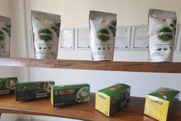 Produk diversifikasi Kelor, yakni teh dan kapsul kelor.