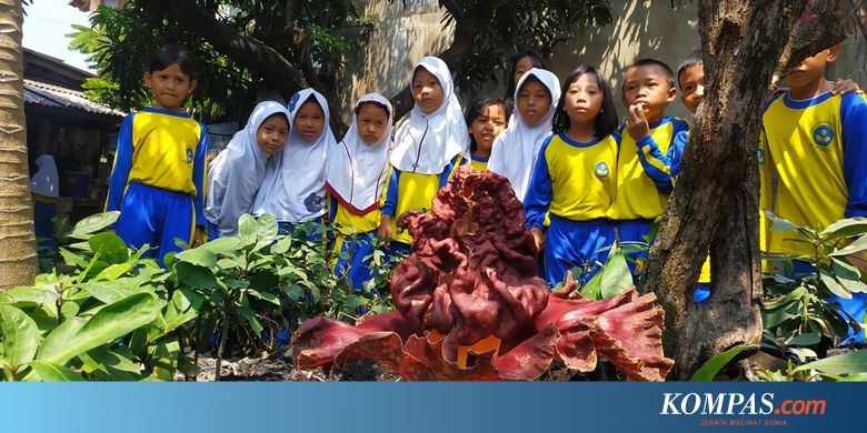 Ketika Bunga Bangkai Mekar di Sekolah Bekasi&hellip;
