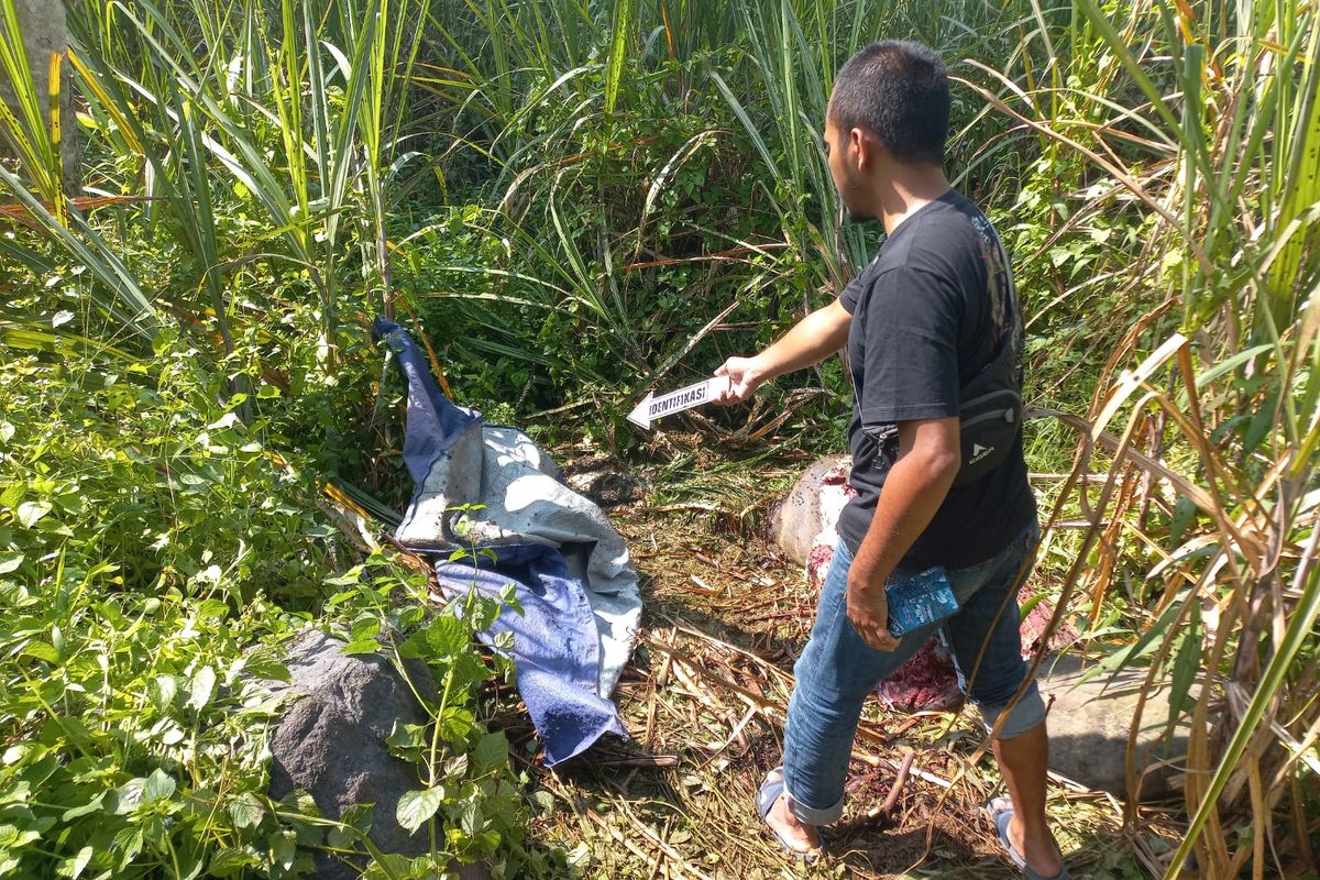 Polisi olah TKP pencurian kerbau dengan modus sembelih di tempat, Jumat (28/3/2025)