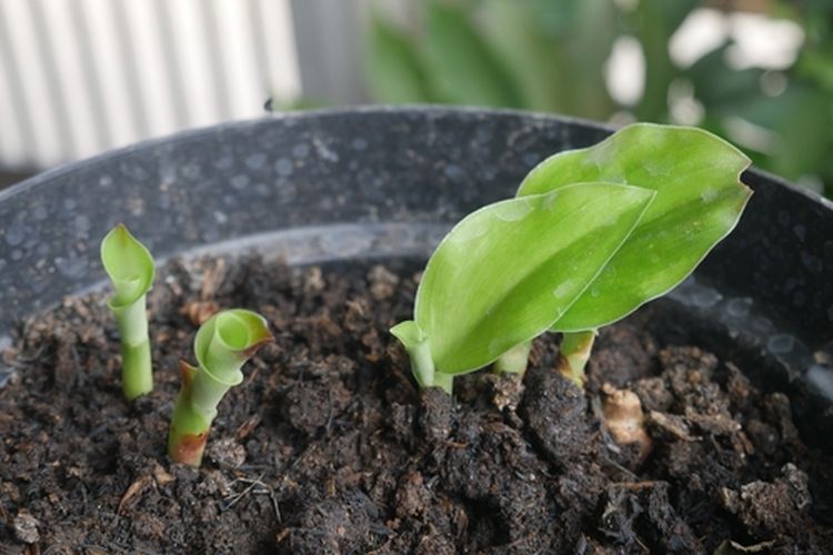 Ilustrasi pembibitan kencur