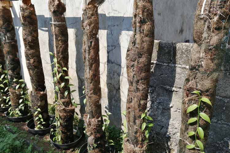 Ilustrasi menanam vanili