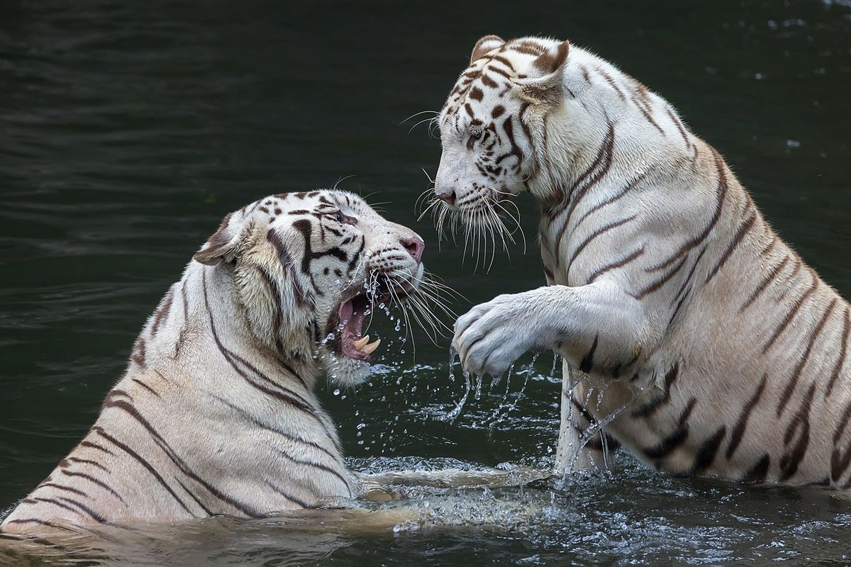 Ilustrasi harimau putih di kebun binatang.