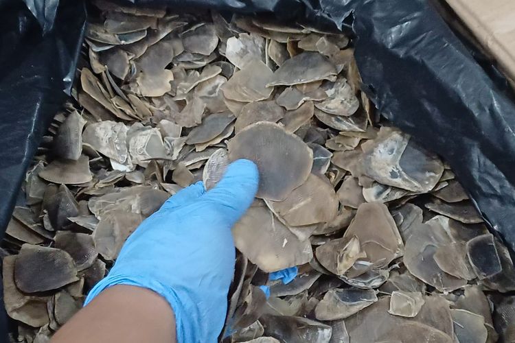 Aparat Bongkar Perdagangan Satwa Dilindungi Trenggiling, 22 Kg Sisik Disita di Medan