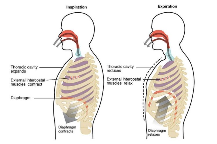 Mekanisme Pernapasan Perut Manusia Dosenbiologi Com