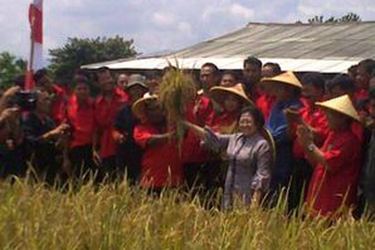 Ketua Umum PDI-P Megawati Soekarnoputri menggelar panen raya padi Mari Sejahterakan Petani (MSP) di Pusat Pelatihan Komunitas Tumbuh Bersama di Desa Sukajadi, Cariu, Kabupaten Bogor, Kamis (25/3/2010).