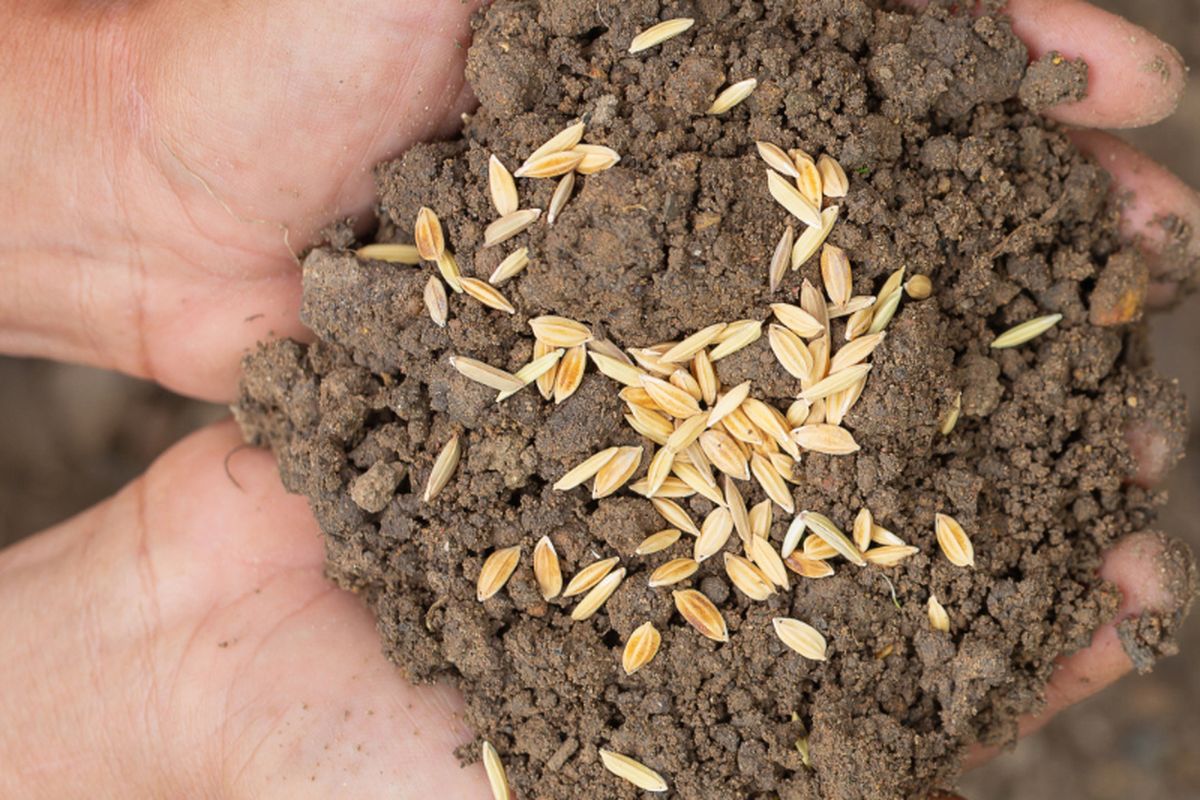 Ilustrasi pupuk sekam padi. Selain sebagai pupuk, sekam padi juga dapat dimanfaatkan sebagai media tanam.