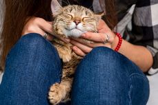 Berbagai Mitos Seputar Kehamilan dan Pelihara Kucing
