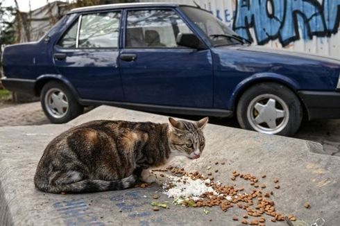 Cara Mencegah Agar Kucing Tak Nangkring di Atas Kap Mobil