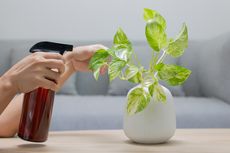 Begini Cara Memupuk Houseplant dengan Benar