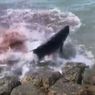 Viral Video Lumba-lumba Menggelepar di Pinggir Pantai Bali