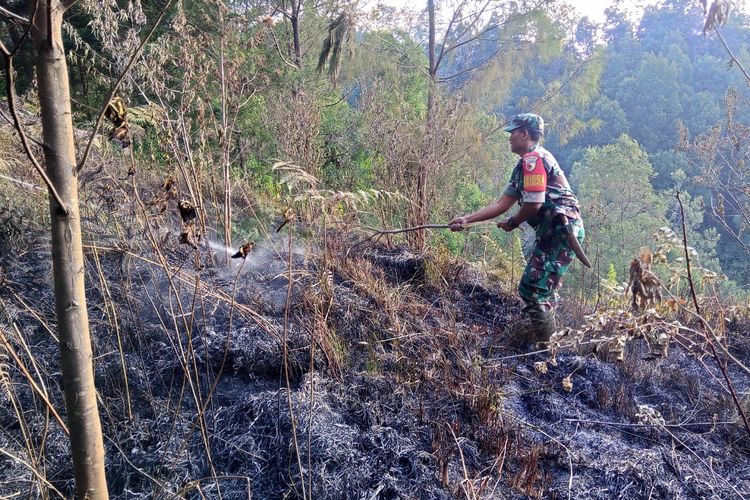 TNBTS Terbakar Lagi, Api Terdeteksi di Bukit Sentong Lumajang