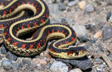 Orta jinsiy aloqa video