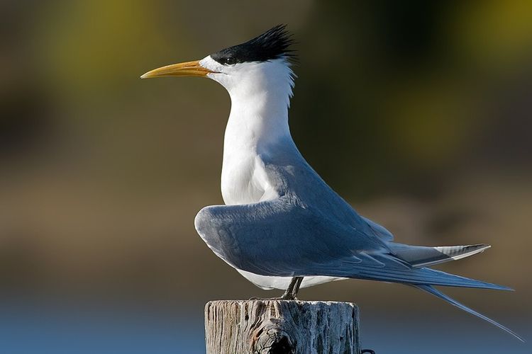 Burung dara laut jambul (Thalasseus bergii)